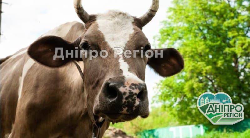 На Дніпропетровщині закривається остання молочнотоварна ферма На Дніпропетровщині закривається остання молочнотоварна ферма