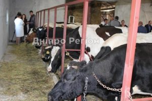 Подія року: на Дніпропетровщині з’являться перші сімейні молочні ферми