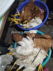 Загинули всі: у Дніпрі куниця знищила домашню худобу
