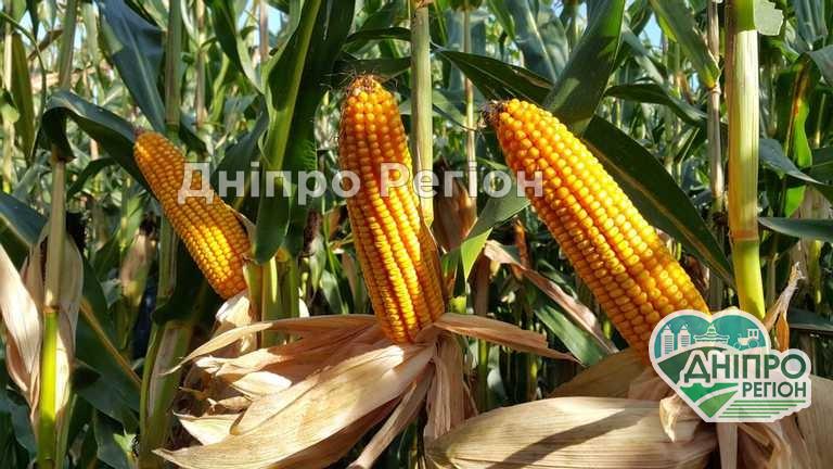На Дніпропетровщині може загинути урожай пізньої кукурудзи