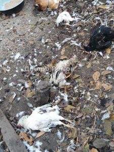 На Дніпропетровщині невідомий хижак знищує свійську худобу (Фото)