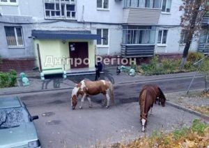 Хто загубив? У Дніпрі біля багатоповерхівок гуляють коні