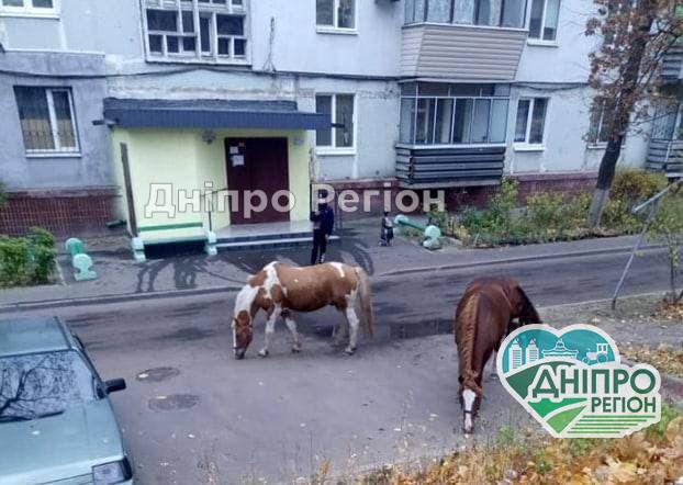 Хто загубив? У Дніпрі біля багатоповерхівок гуляють коні Хто загубив? У Дніпрі біля багатоповерхівок гуляють коні