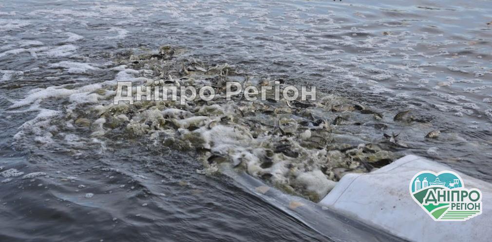 Короп, товстолобик і білий амур: у Дніпро випустили 1,3 млн мальків (Фото) Короп, товстолобик і білий амур: у Дніпро випустили 1,3 млн мальків (Фото)