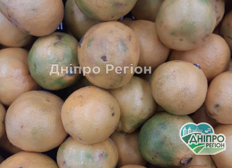 Скільки можна терпіти? У Дніпрі в Варусі продають гнилі мандарини (Фото) Скільки можна терпіти? У Дніпрі покупчиня показали, які мандарини продають у Варусі (Фото)