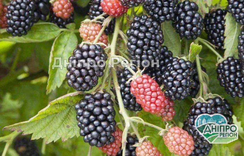 На Дніпропетровщині знаходиться найбільша плантація ожини в Україні На Дніпропетровщині знаходиться найбільша плантація ожини в Україні