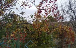 У Дніпрі сьогодні буде прохолодно: не забудьте вовняну кофту