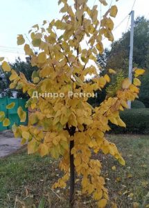 У Дніпрі сьогодні похолодає: одягайтесь тепліше
