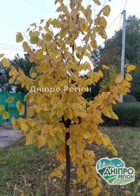 У Дніпрі сьогодні похолодає: одягайтесь тепліше