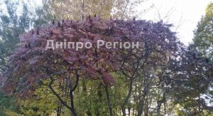 Погода в Дніпрі на 28 жовтня: антициклон Rozamunde приніс тепло