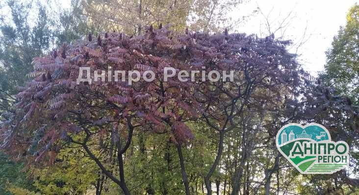 Погода в Дніпрі на 28 жовтня: антициклон Rozamunde приніс тепло