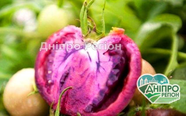 Вчені створили новий сорт помідорів Вчені створили новий сорт помідорів