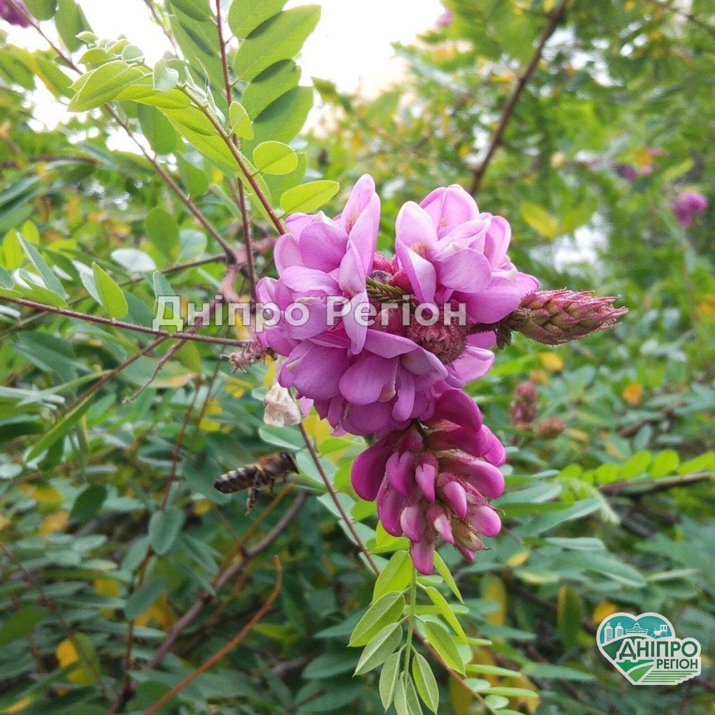 У Дніпрі на бульварі Слави цвіте акація (Фото) Диво-дивне: у Дніпрі на бульварі Слави як навесні цвіте акація (Фото)