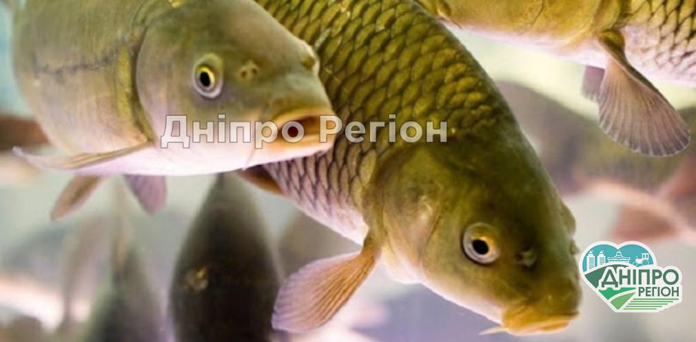 Де на Дніпропетровщині заборонено ловити рибу з 1 листопада Де на Дніпропетровщині заборонено ловити рибу з 1 листопада