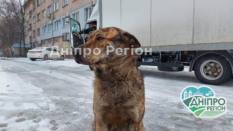 Думки розділились: у Новомосковську хочуть встановити пам’ятник безпритульному псу Гриші Думки розділились: у Новомосковську хочуть встановити пам’ятник безпритульному псу Гриші