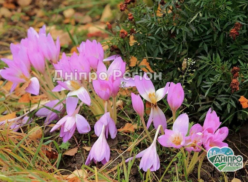 У Дніпрі в парку Шевченка зацвіли Пізньоцвіти (Фото) У Дніпрі в парку Шевченка зацвіли Пізньоцвіти (Фото)