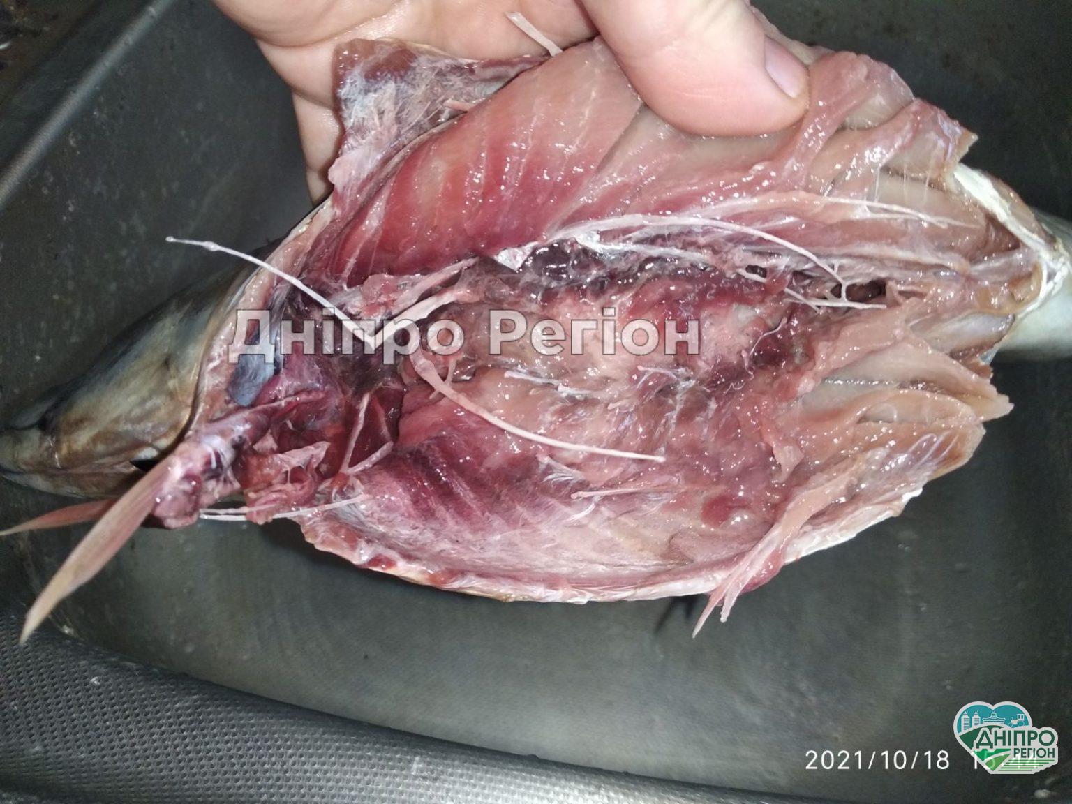 У Дніпрі в супермаркеті Варус розгорівся скандал через скумбрію: кістки стирчали в усі боки У Дніпрі в супермаркеті Варус розгорівся скандал через скумбрію: кістки стирчали в усі боки