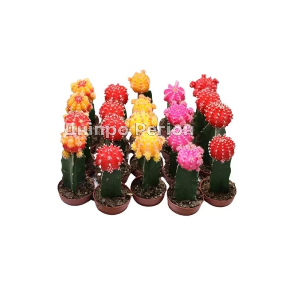 Кактусы от Украфлора в интерьере Кактусы от Украфлора в интерьере