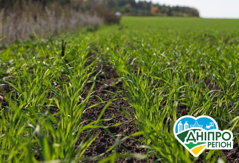 Пересівати пізно: на Дніпропетровщині погано зійшли озимі культури
