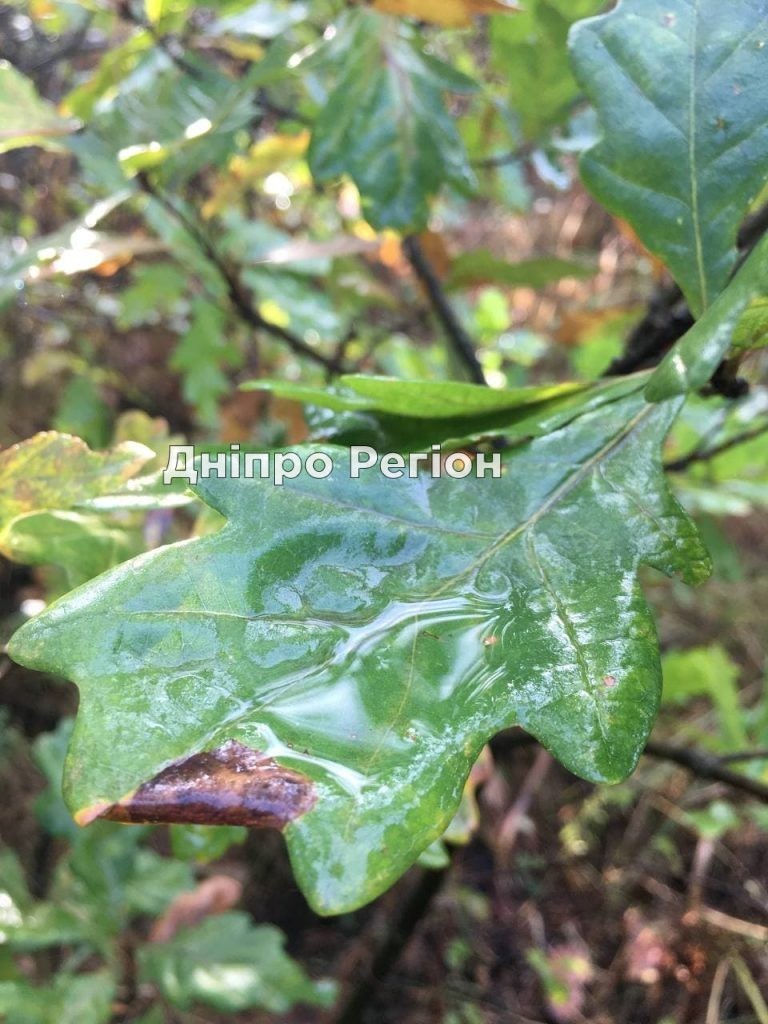 Взувайте гумові чоботи: погода у Дніпрі 3 листопада Взувайте гумові чоботи: погода у Дніпрі 3 листопада