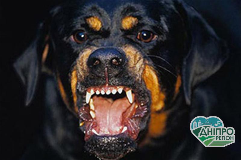 У Дніпрі ротвейлер, якого взяли з притулку, покусав господаря У Дніпрі ротвейлер, якого взяли з притулку, загриз господаря