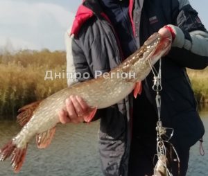 Два дні полював на хижака: на Дніпропетровщині рибалка витяг з води двох щук-монстрів