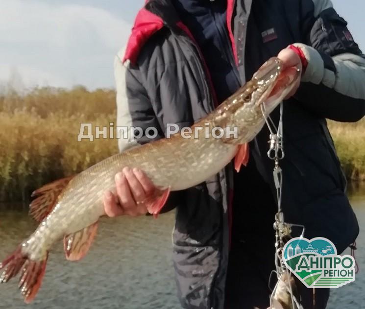 На Дніпропетровщині забороняється ловити рибу. Подробиці Два дні полював на хижака: на Дніпропетровщині рибалка витяг з води двох щук-монстрів