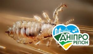 Будуть їсти? На Дніпропетровщині в Нікополі розгорівся скандал через воші
