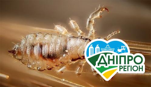 Будуть їсти? На Дніпропетровщині в Нікополі розгорівся скандал через воші На Дніпропетровщині розгорівся скандал через воші
