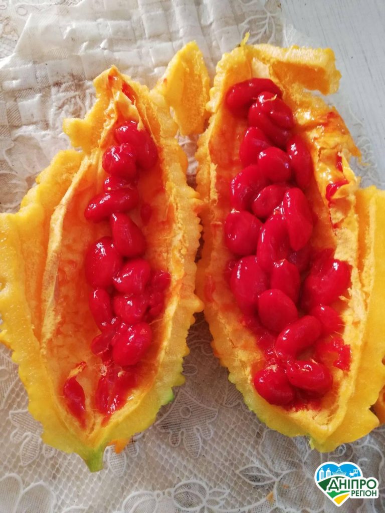 У Жовтих Водах на Дніпропетровщині на городі вирощують екзотичні рослини Пасифлора, пепіно, момордика, люфа: на Дніпропетровщині вирощують екзотичні рослини