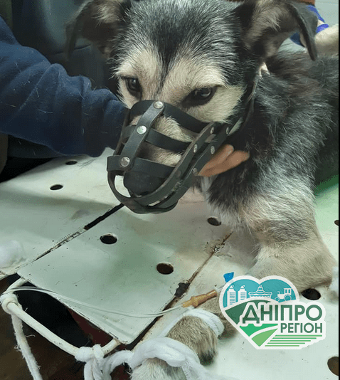 Втрачати час не можна: на Дніпропетровщині рятують життя Джеку (Фото) Втрачати час не можна: на Дніпропетровщині рятують статевий орган Джеку (Фото)