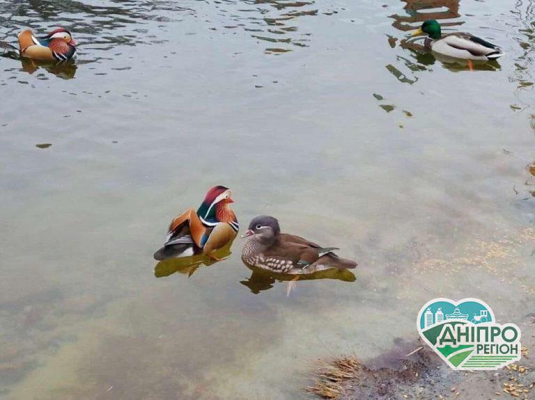 У Дніпрі на ж/м Перемога побачили незвичних качок з Китаю (Фото) У Дніпрі на ж/м Перемога побачили незвичайних качок з Китаю (Фото)
