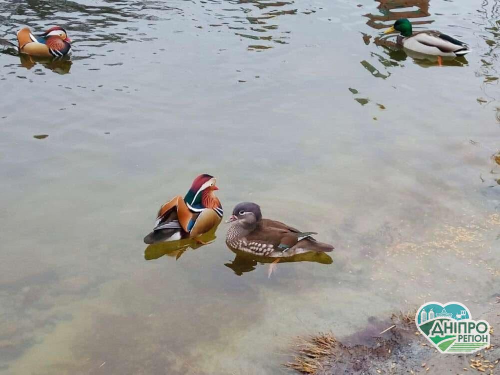 У Дніпрі на ж/м Перемога побачили незвичних качок з Китаю (Фото) У Дніпрі на ж/м Перемога побачили незвичайних качок з Китаю (Фото)