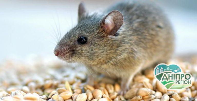 На Дніпропетровщині озимину можуть атакувати миші Нашестя мишей: гризуни загрожують врожаю озимих культур на Дніпропетровщині