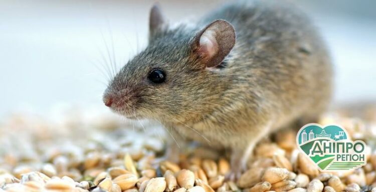 Нашестя мишей: гризуни загрожують врожаю озимих культур на Дніпропетровщині Нашестя мишей: гризуни загрожують врожаю озимих культур на Дніпропетровщині