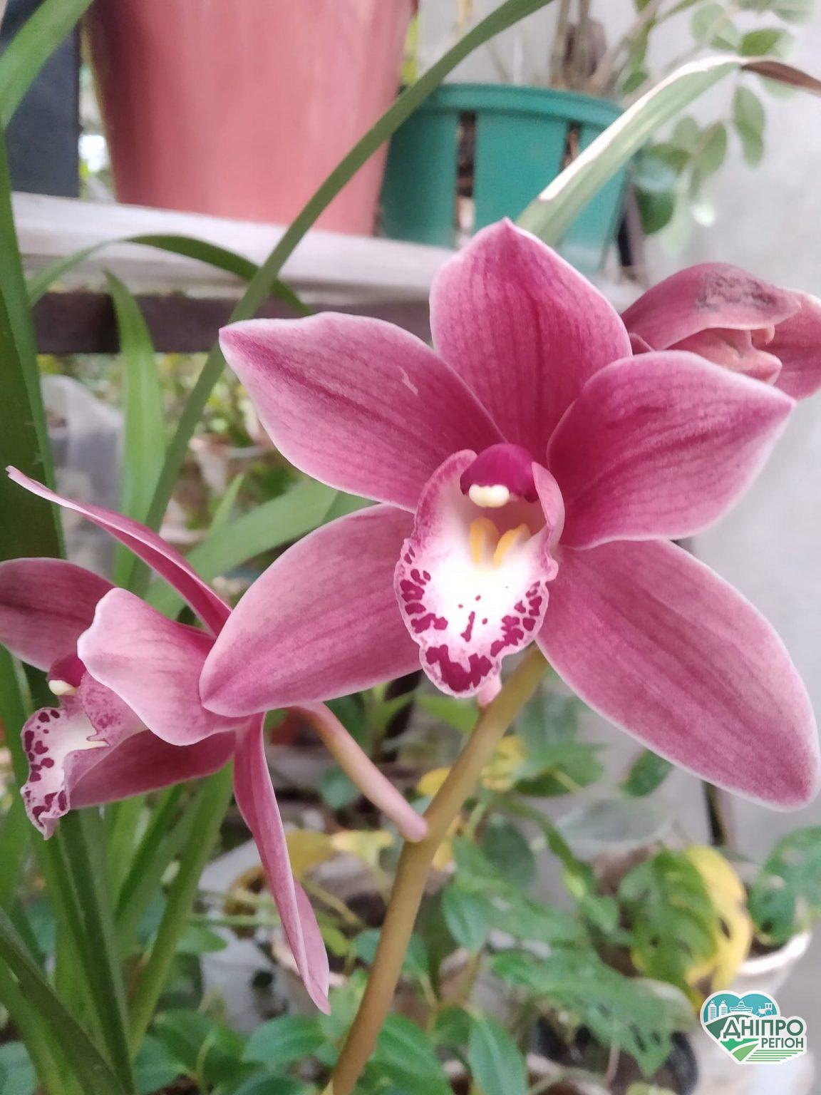 У Дніпрі в ботсаду ДНУ неймовірна краса: квітнуть тропічні рослини (Фото) У Дніпрі в ботсаду ДНУ неймовірна краса: квітнуть тропічні рослини (Фото)