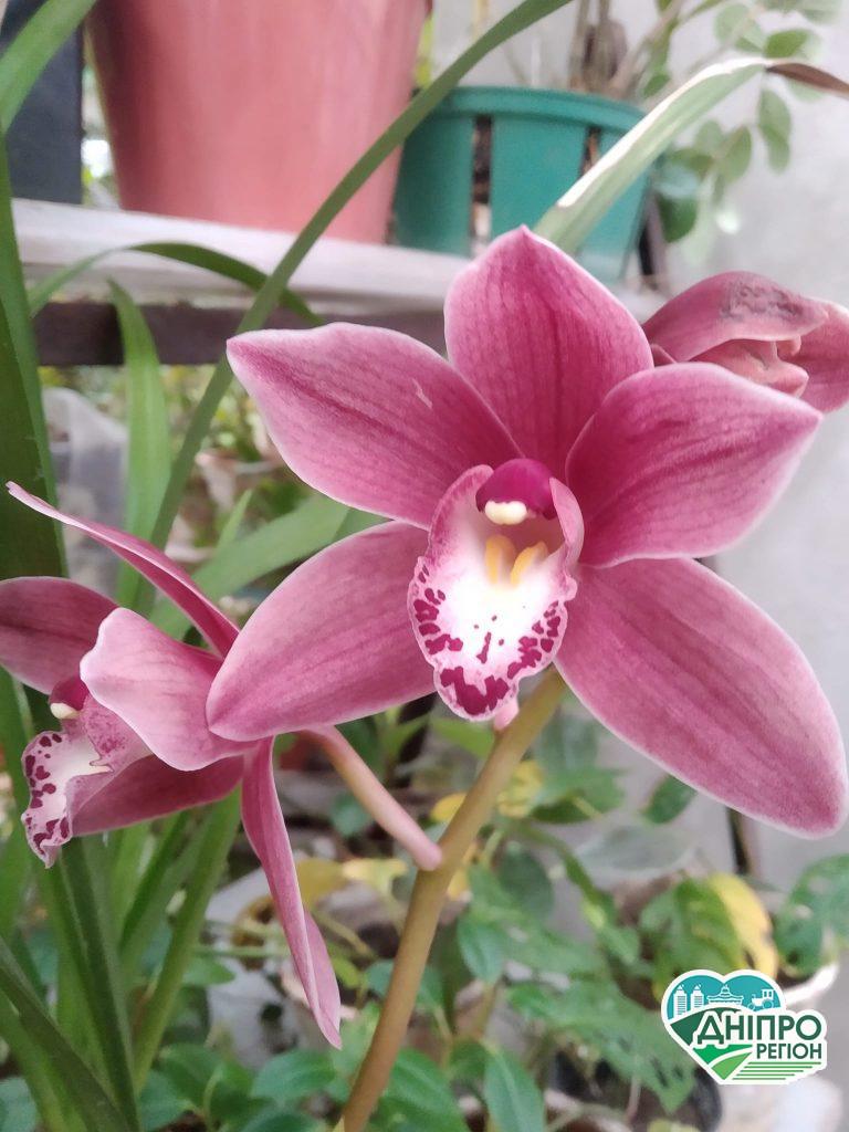 У Дніпрі в ботсаду ДНУ неймовірна краса: квітнуть тропічні рослини (Фото) У Дніпрі в ботсаду ДНУ неймовірна краса: квітнуть тропічні рослини (Фото)