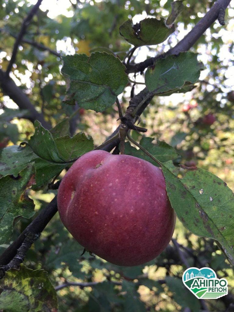 Садівники Дніпропетровщини звинувачують чиновників ДніпроОДА в хабарництві та свавіллі Садівники Дніпропетровщини звинувачують чиновників ДніпроОДА в хабарництві та свавіллі