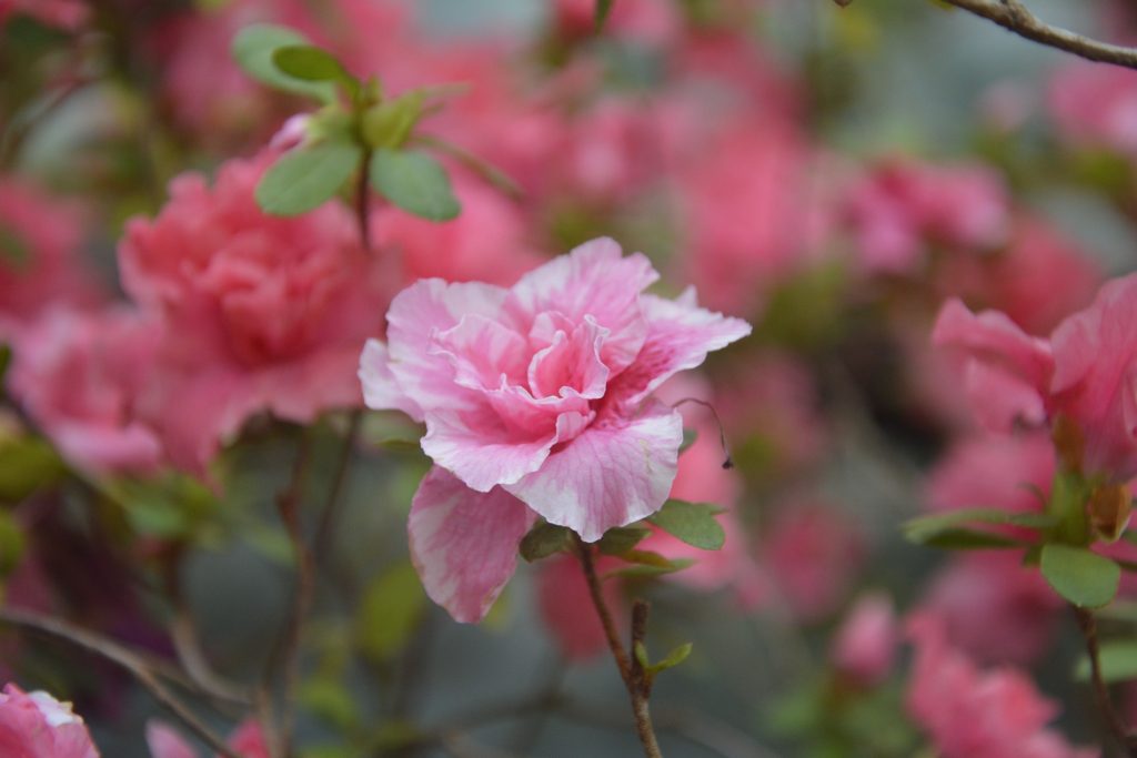 На Дніпропетровщині яскраво квітне азалія: як побачити красу (Фото)
