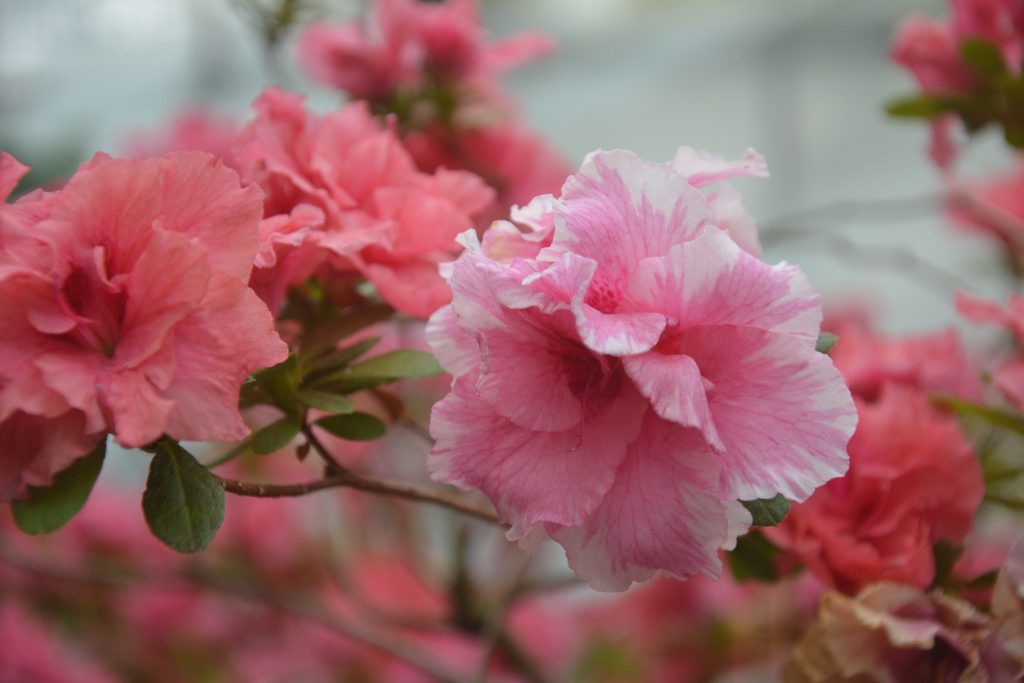 На Дніпропетровщині яскраво квітне азалія: як побачити красу (Фото)