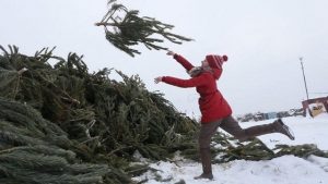 Де у Дніпрі можна здати новорічну ялинку на переробку (АДРЕСИ)