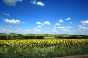 В Україні запрацювала “гаряча лінія” для скарг земельної корупції. Куди звертатись