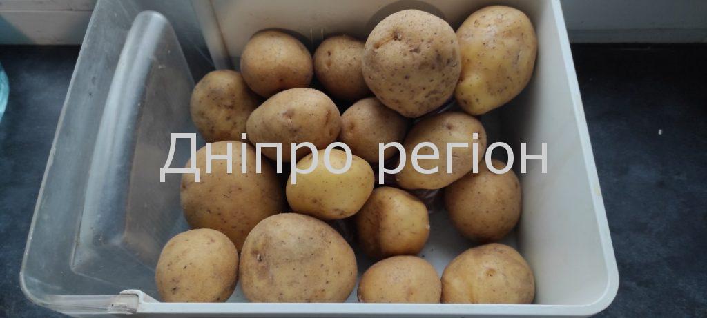 У Дніпрі зросла ціна на картоплю