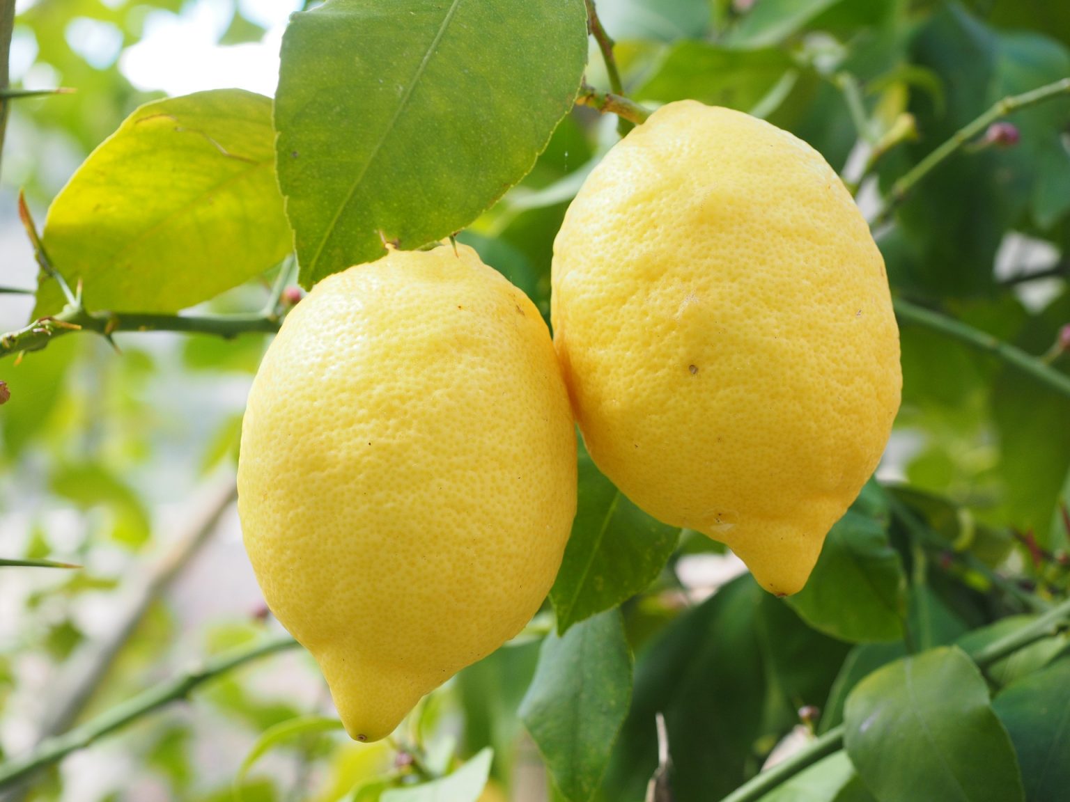 Лимони: при яких хворобах протипоказано вживати цитрус