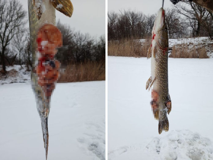 На Дніпропетровщині гине риба через щучі ями (Фото)