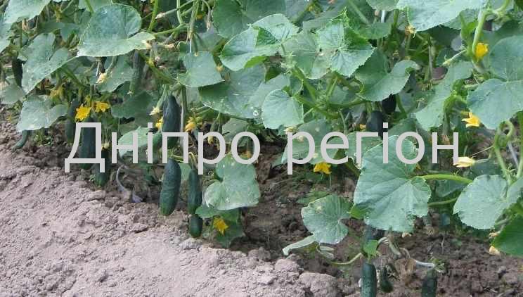 Названо сорти огірків, які дадуть щедрий урожай