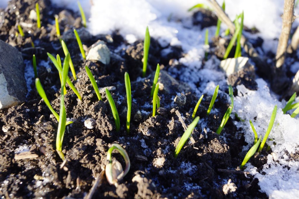 На Дніпропетровщині зафіксована загибель озимих зернових На Дніпропетровщині зафіксована загибель озимих зернових