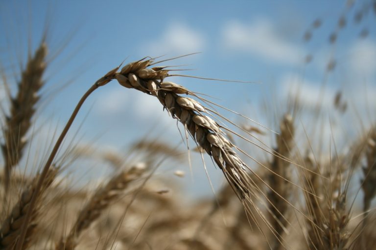 Скільки зерна було вкрадено росією із Запорізької області