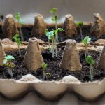 1 крапля, і навіть хирлява розсада рветься на зріст: робіть так для величезного врожаю з будь-якої розсади