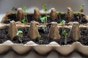 1 крапля, і навіть хирлява розсада рветься на зріст: робіть так для величезного врожаю з будь-якої розсади